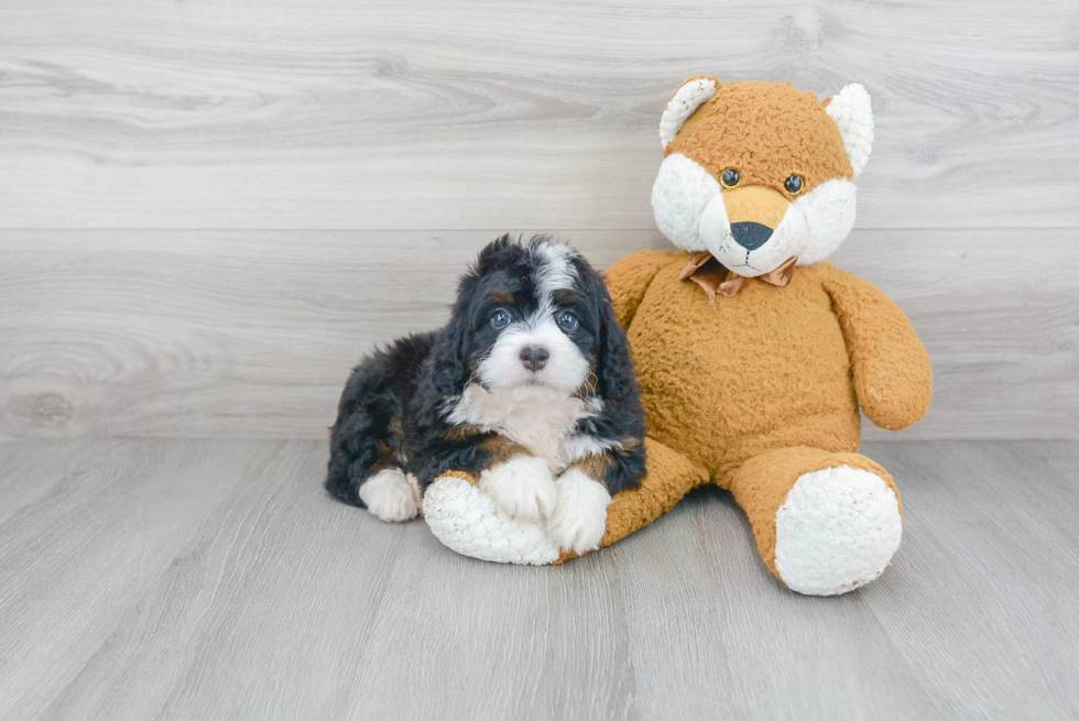 Mini Bernedoodle Pup Being Cute