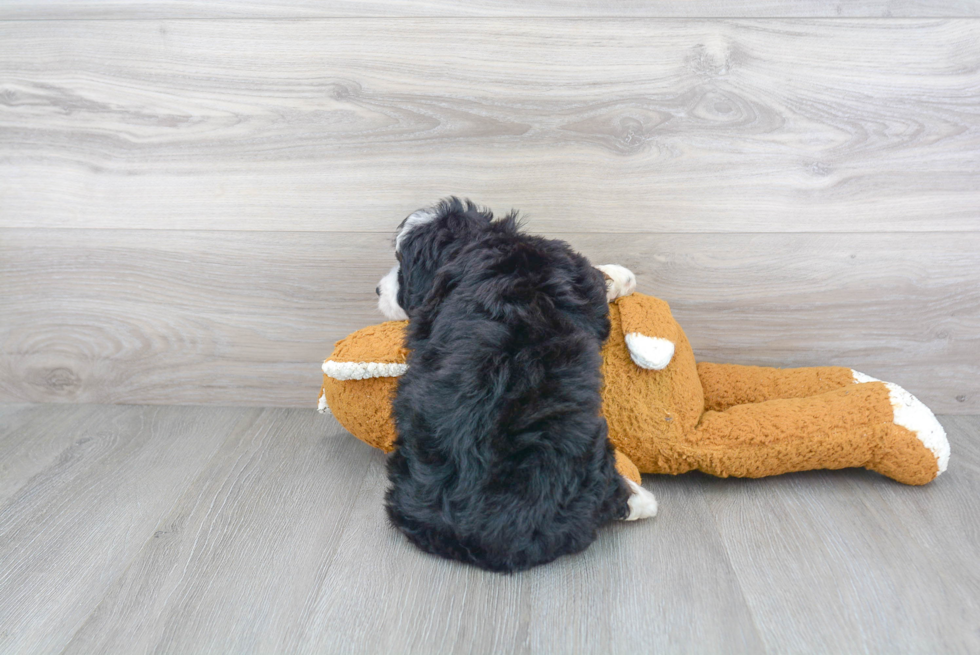 Mini Bernedoodle Pup Being Cute