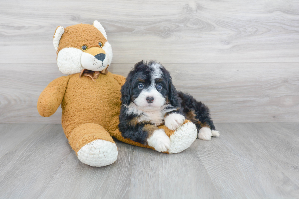 Best Mini Bernedoodle Baby