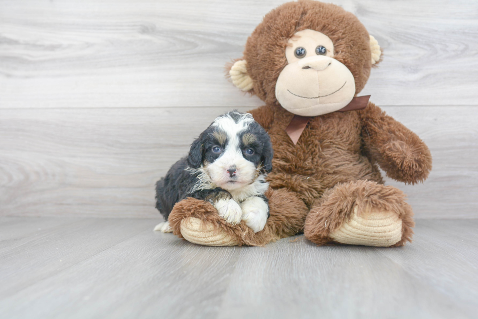 Funny Mini Bernedoodle Poodle Mix Pup