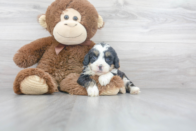 Popular Mini Bernedoodle Poodle Mix Pup