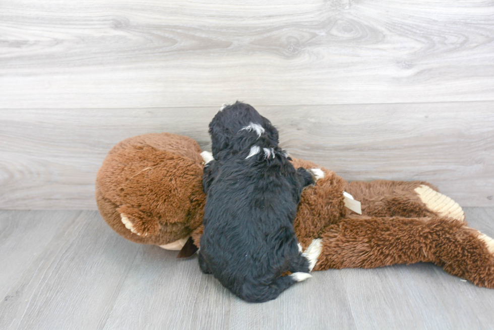 Fluffy Mini Bernedoodle Poodle Mix Pup