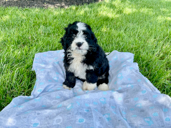 Mini Bernedoodle Puppy for Adoption