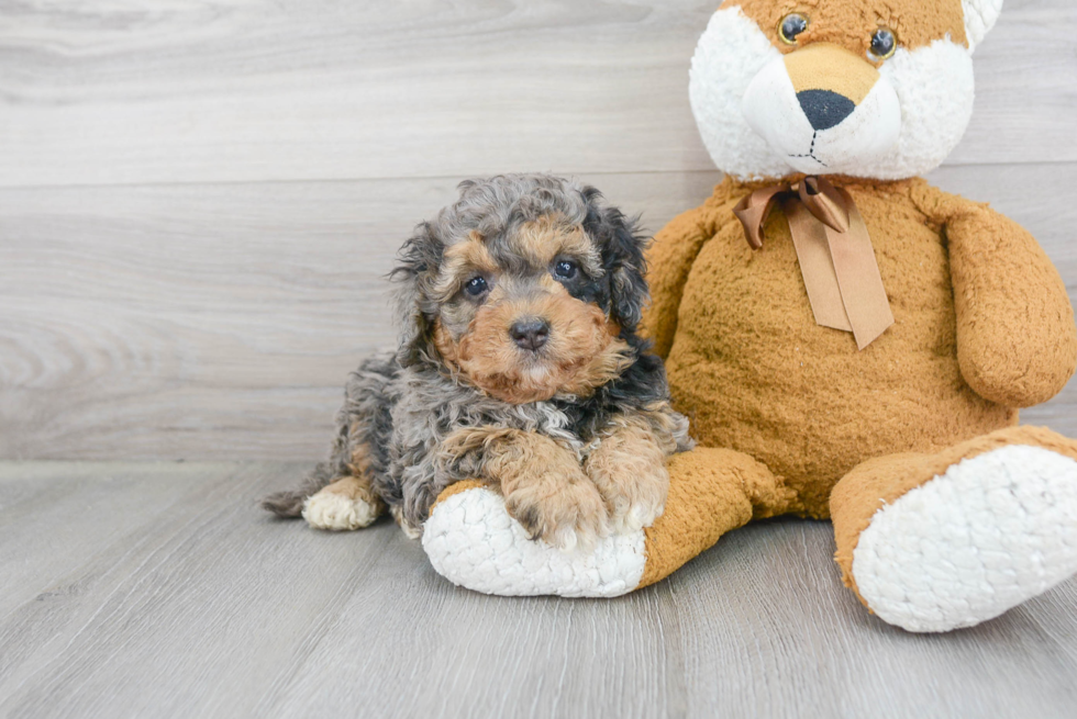 Mini Bernedoodle Pup Being Cute