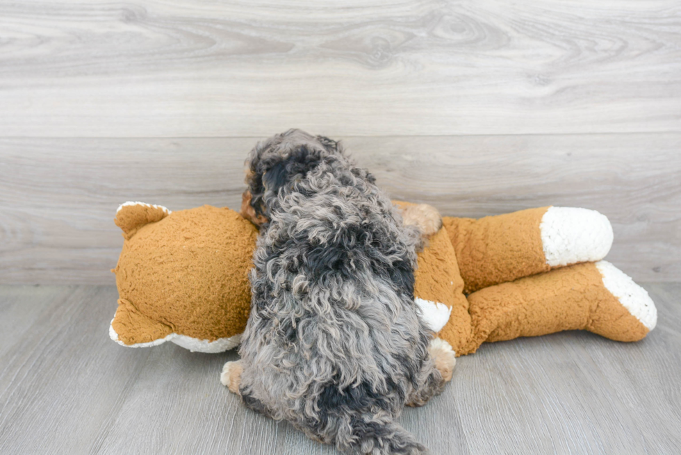 Happy Mini Bernedoodle Baby