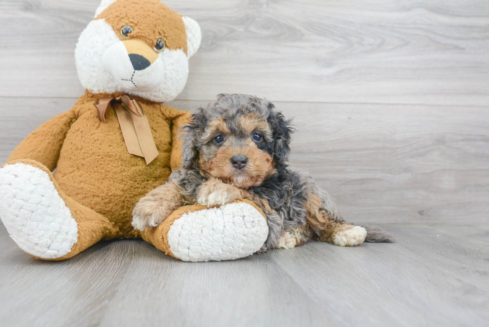 Mini Bernedoodle Puppy for Adoption