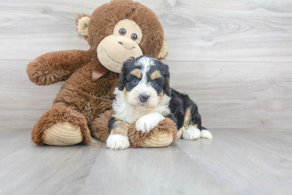 Best Mini Bernedoodle Baby