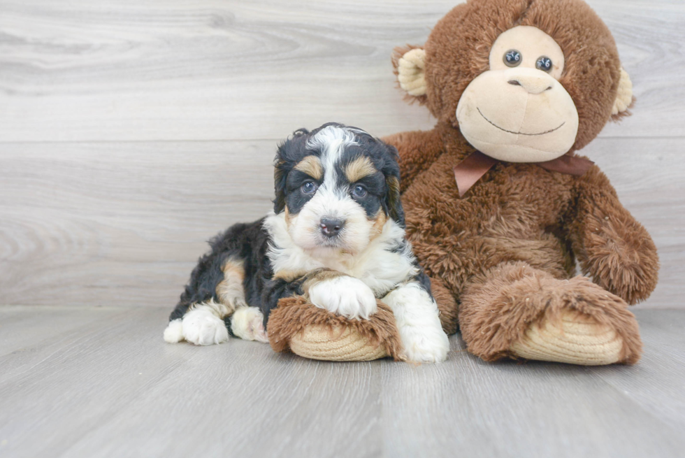 Happy Mini Bernedoodle Baby