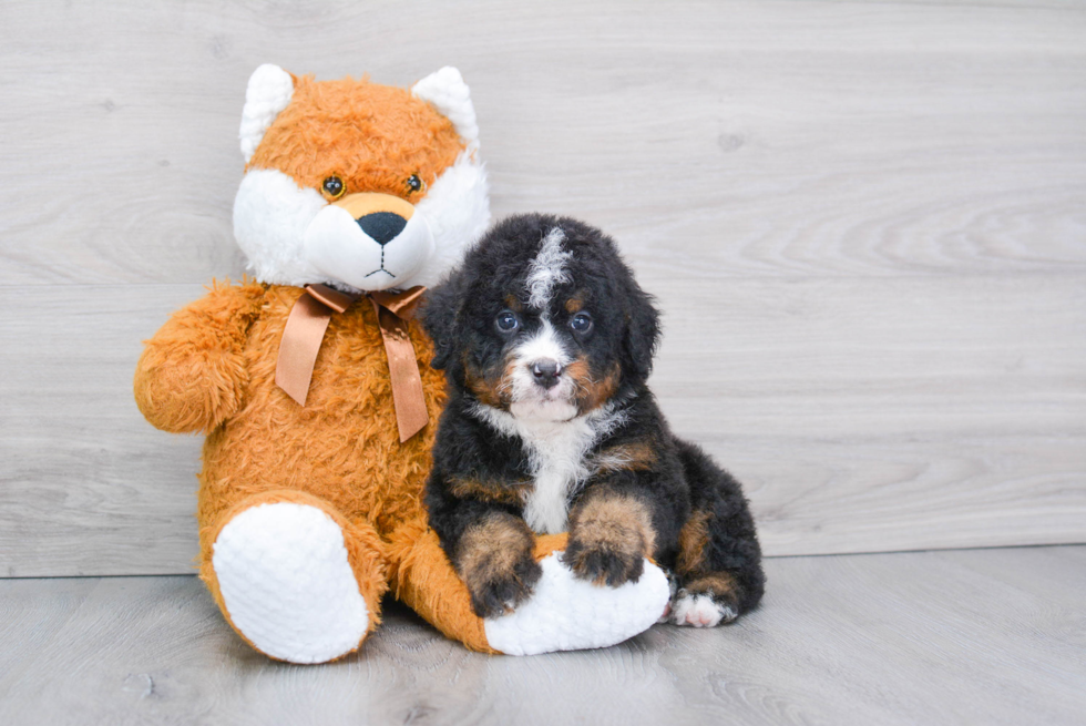 Mini Bernedoodle Puppy for Adoption