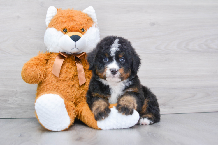 Funny Mini Bernedoodle Poodle Mix Pup