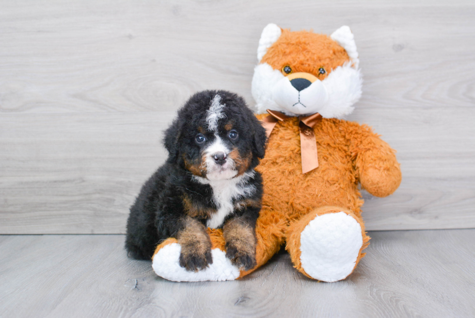 Best Mini Bernedoodle Baby