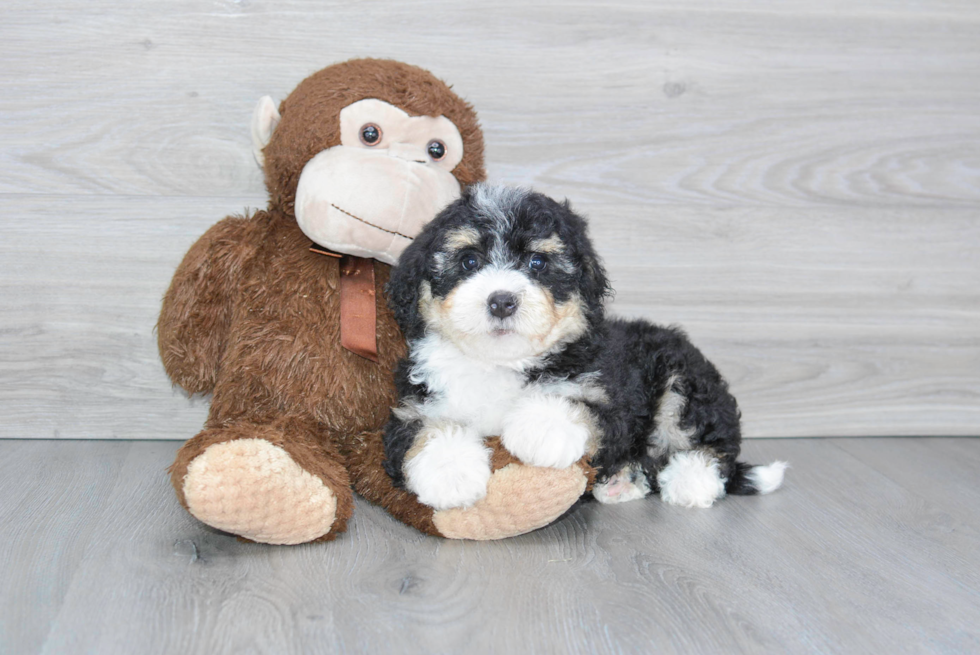 Adorable Mini Berniedoodle Poodle Mix Puppy