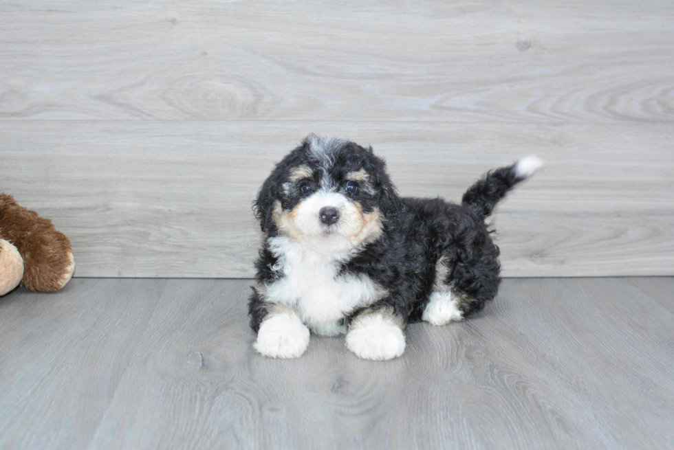 Cute Mini Bernedoodle Baby