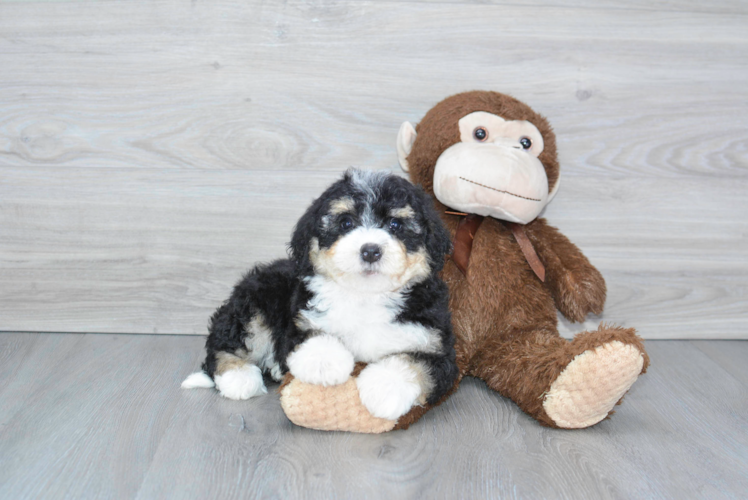 Mini Bernedoodle Pup Being Cute