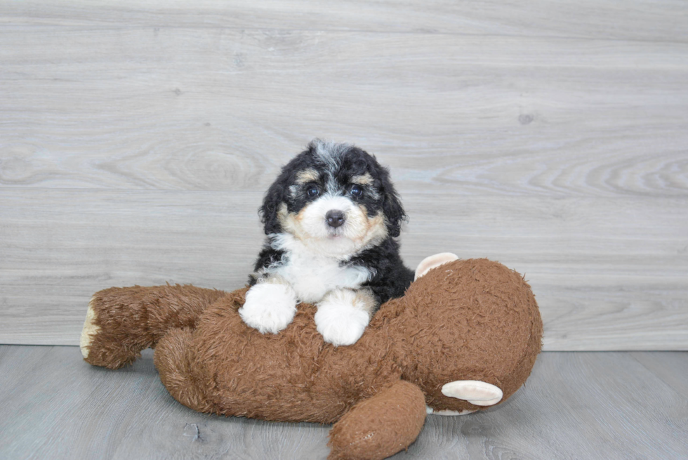 Adorable Bernadoodle Poodle Mix Puppy