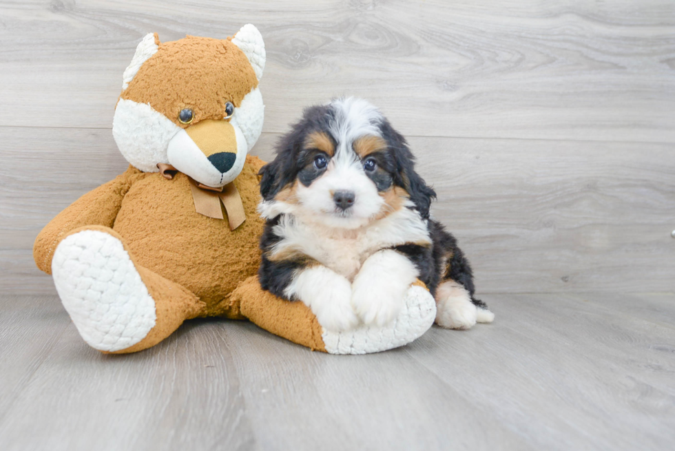 Mini Bernedoodle Pup Being Cute