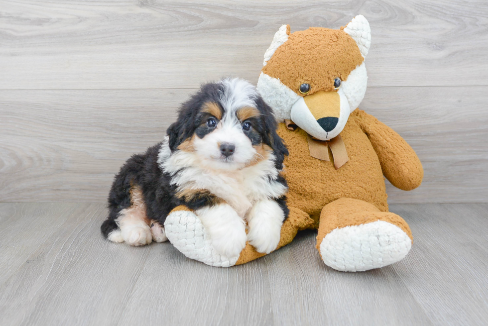 Mini Bernedoodle Puppy for Adoption