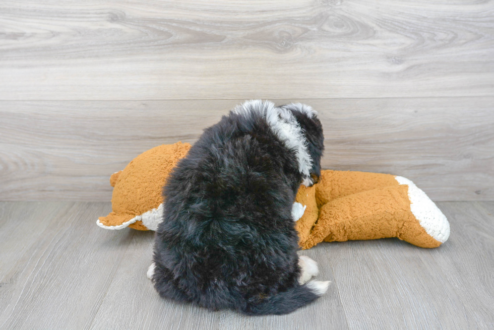 Best Mini Bernedoodle Baby