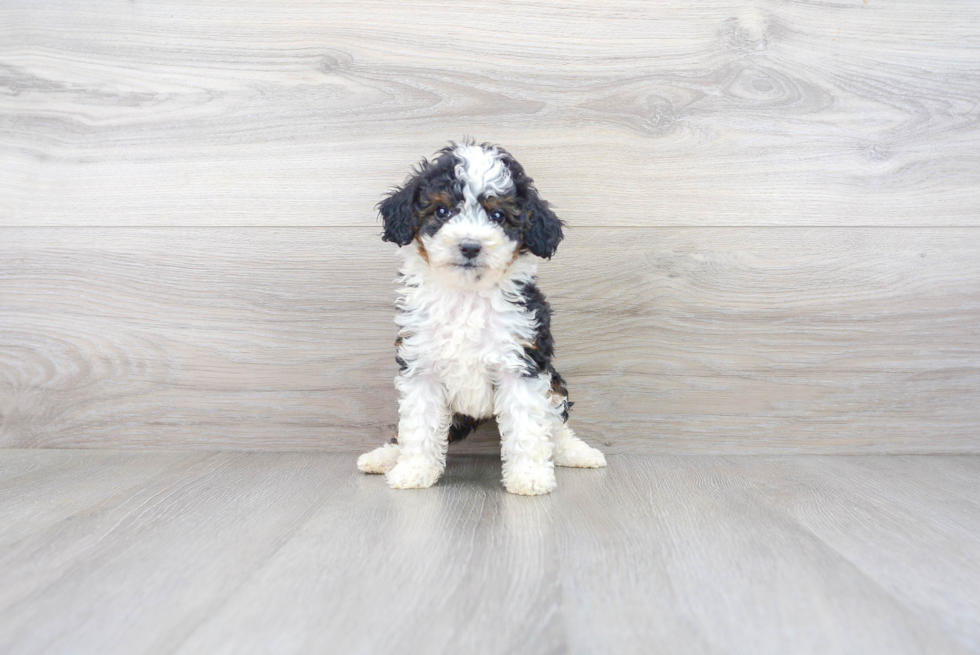 Energetic Bernadoodle Poodle Mix Puppy