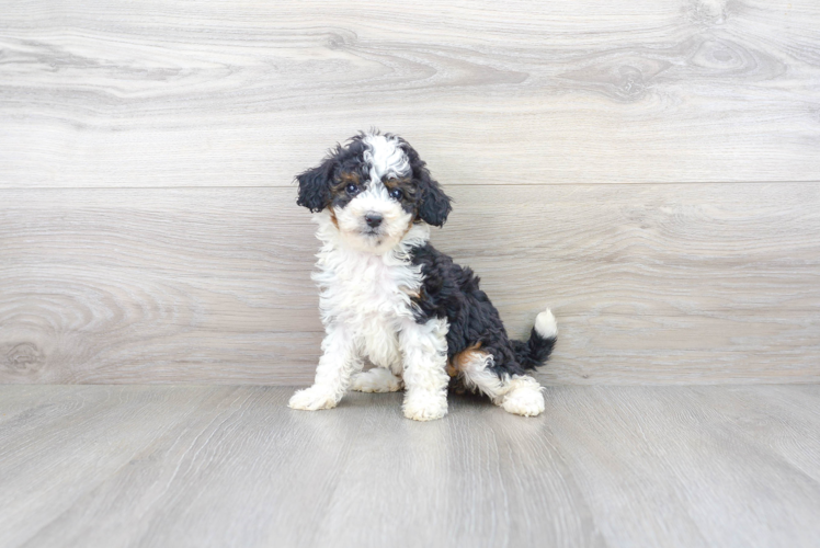 Happy Mini Bernedoodle Baby