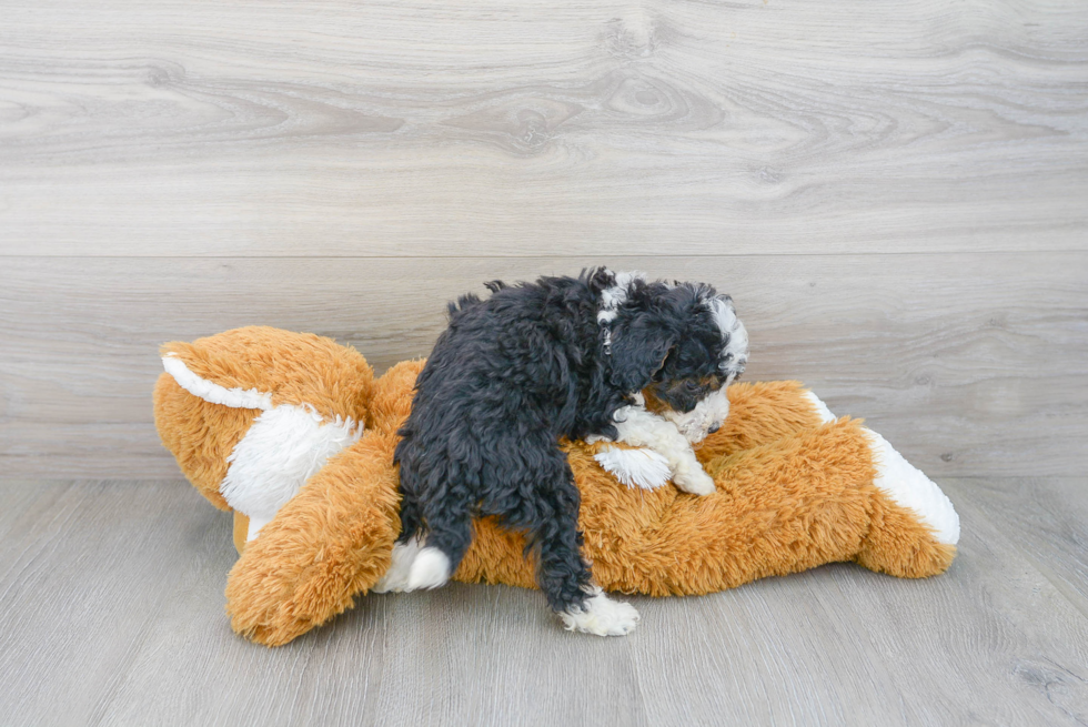 Sweet Mini Bernedoodle Baby