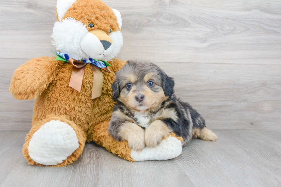 Mini Bernedoodle Pup Being Cute