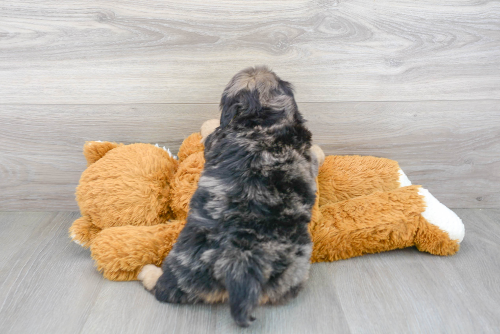 Adorable Mini Berniedoodle Poodle Mix Puppy