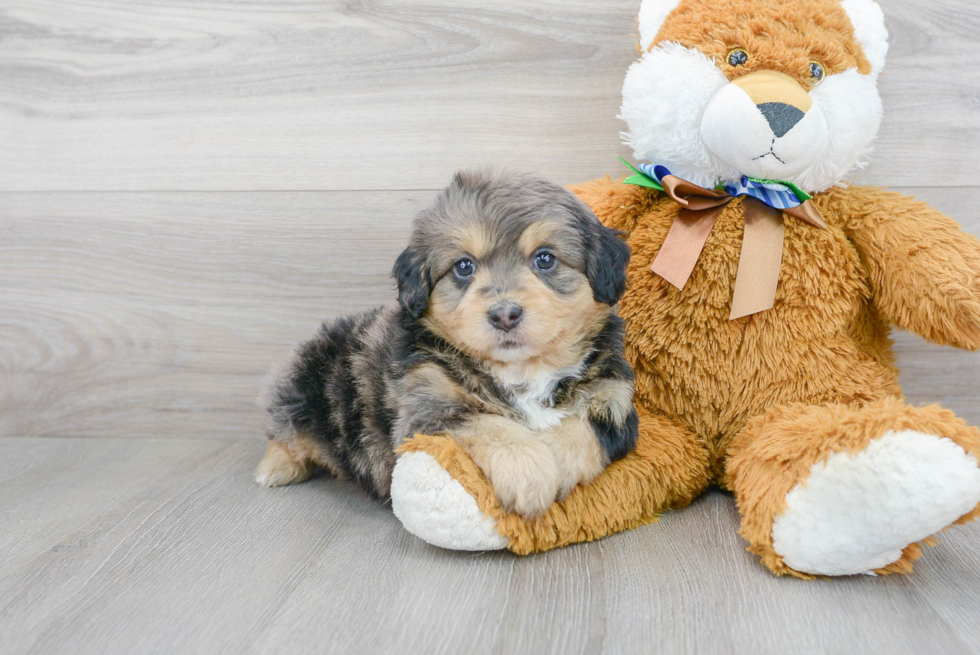 Smart Mini Bernedoodle Poodle Mix Pup