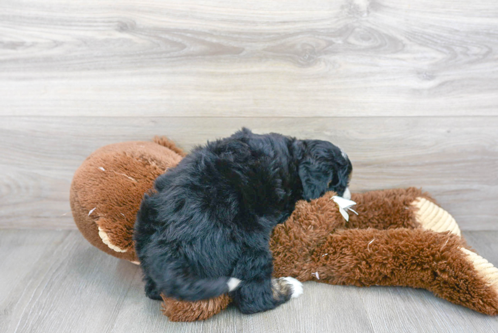 Mini Bernedoodle Puppy for Adoption