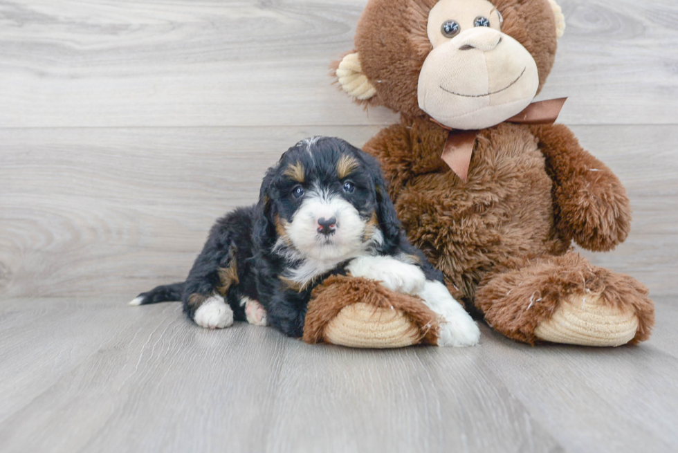 Mini Bernedoodle Pup Being Cute