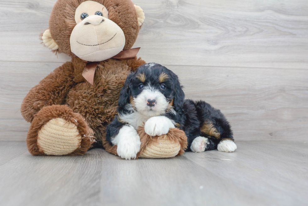 Fluffy Mini Bernedoodle Poodle Mix Pup