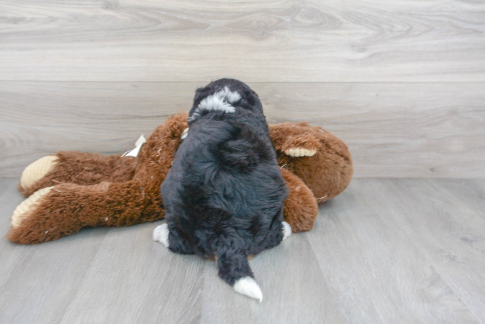 Smart Mini Bernedoodle Poodle Mix Pup