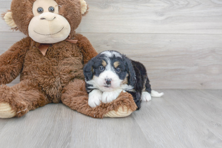 Mini Bernedoodle Pup Being Cute