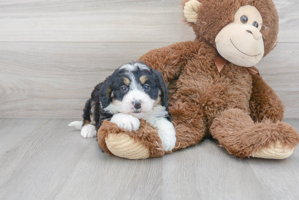 Mini Bernedoodle Puppy for Adoption