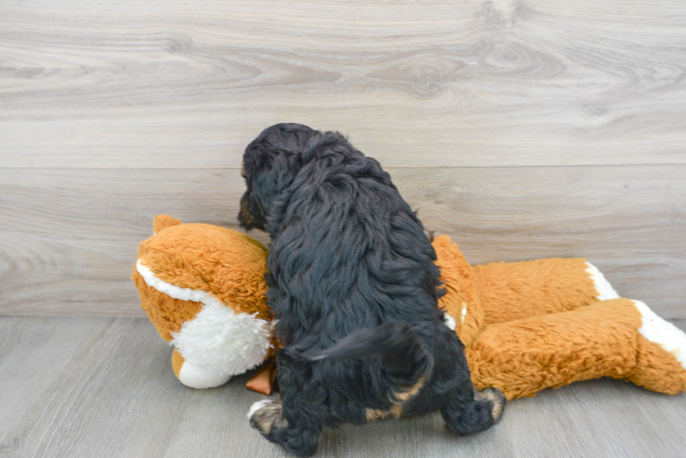 Best Mini Bernedoodle Baby