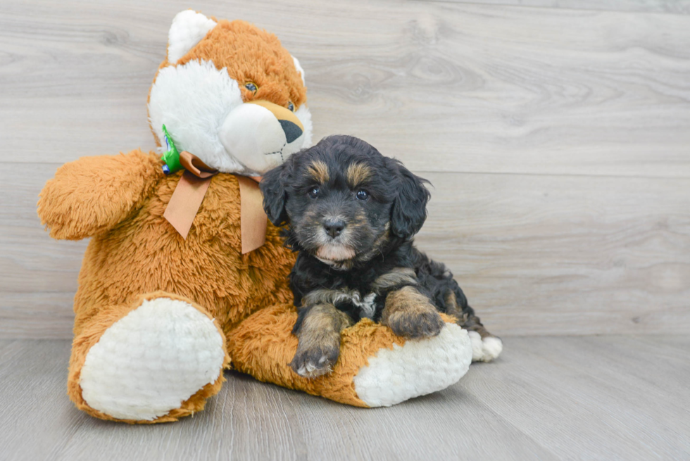 Fluffy Mini Bernedoodle Poodle Mix Pup