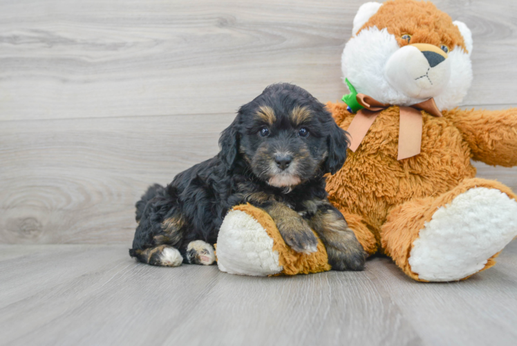 Hypoallergenic Bernadoodle Poodle Mix Puppy