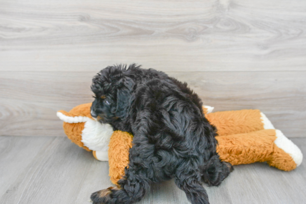 Adorable Mini Berniedoodle Poodle Mix Puppy