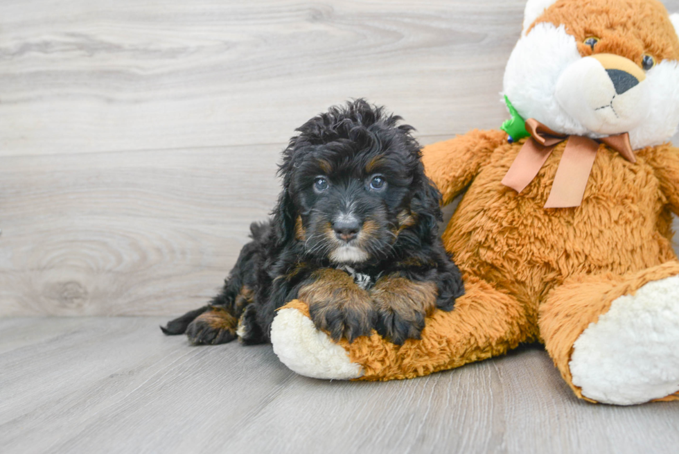 Adorable Bernadoodle Poodle Mix Puppy