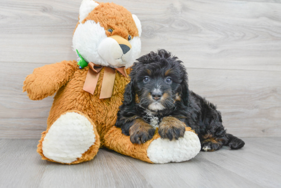 Mini Bernedoodle Puppy for Adoption