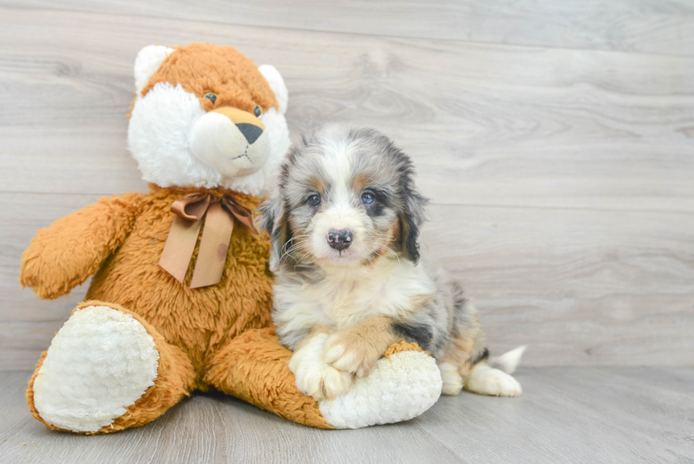 Happy Mini Bernedoodle Baby