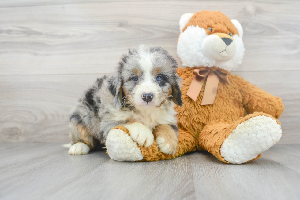 Best Mini Bernedoodle Baby