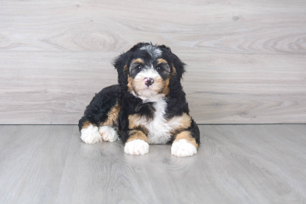 Energetic Mini Berniedoodle Poodle Mix Puppy