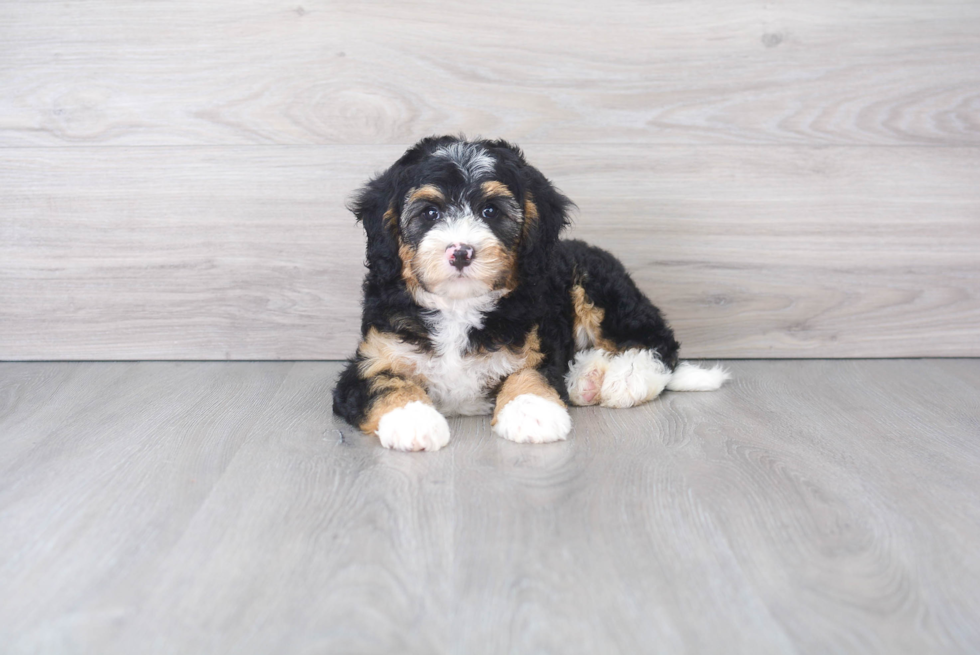 Smart Mini Bernedoodle Poodle Mix Pup