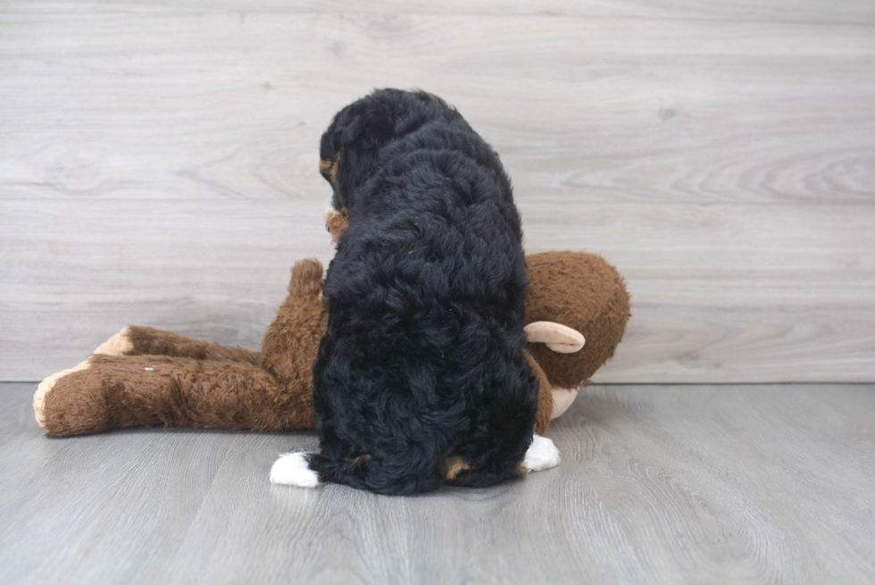 Best Mini Bernedoodle Baby