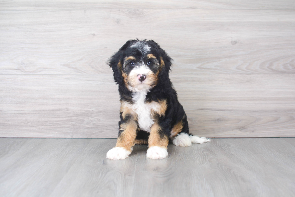 Friendly Mini Bernedoodle Baby