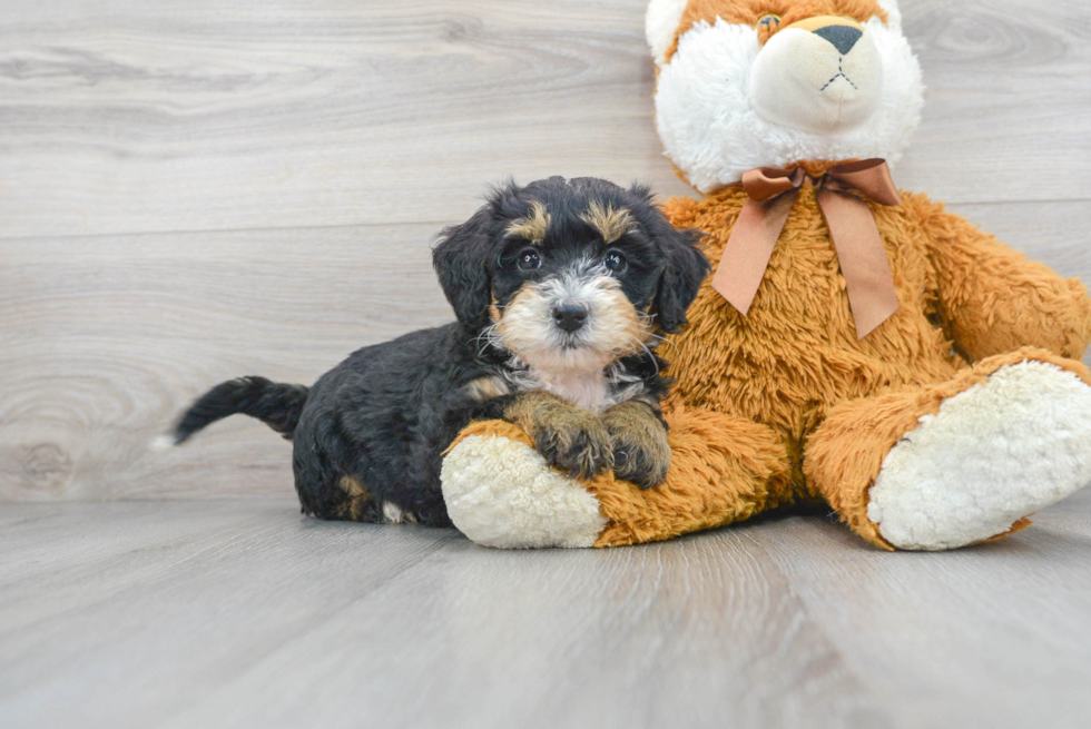 Cute Mini Bernedoodle Baby