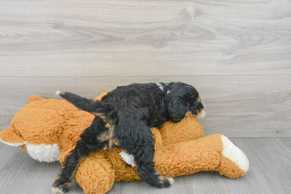 Mini Bernedoodle Puppy for Adoption