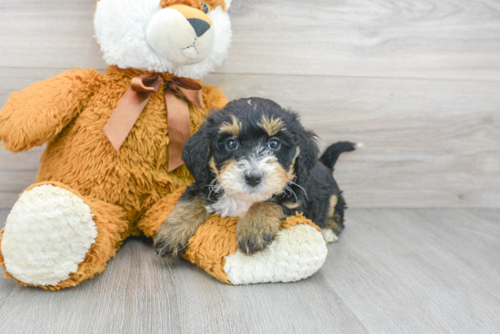 Happy Mini Bernedoodle Baby