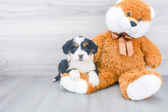 Mini Bernedoodle Puppy for Adoption